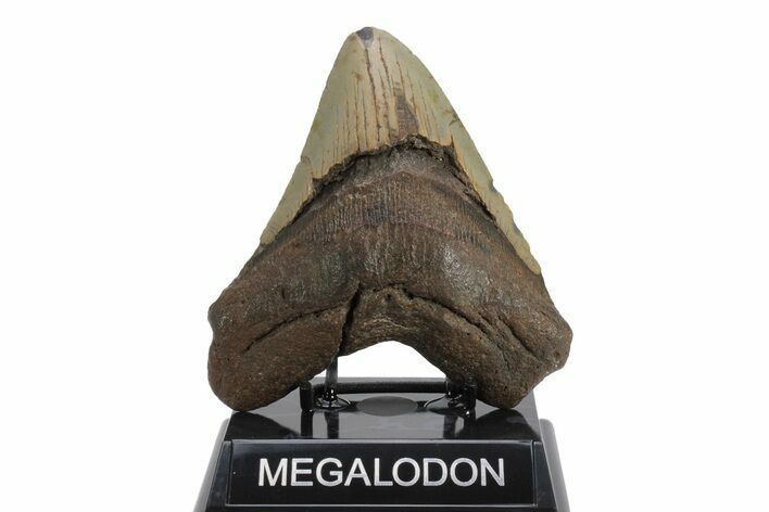 Fossil Megalodon Tooth - North Carolina #245887